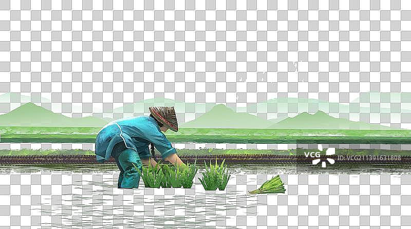 农民在田野上插秧种稻图片素材