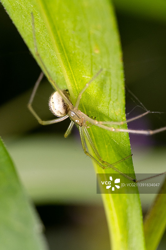 昆虫在树叶上的特写图片素材
