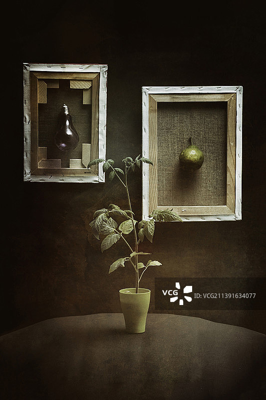 杯中番茄苗与墙上木框静物图片素材