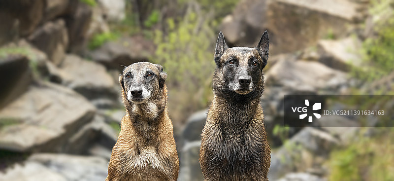 两只可爱比利时牧羊犬横版banner图片素材
