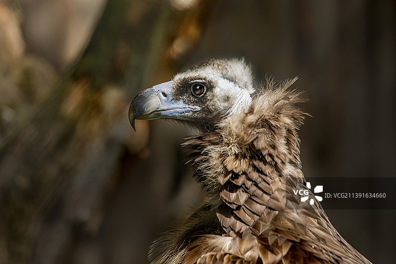 特写的鹰图片素材