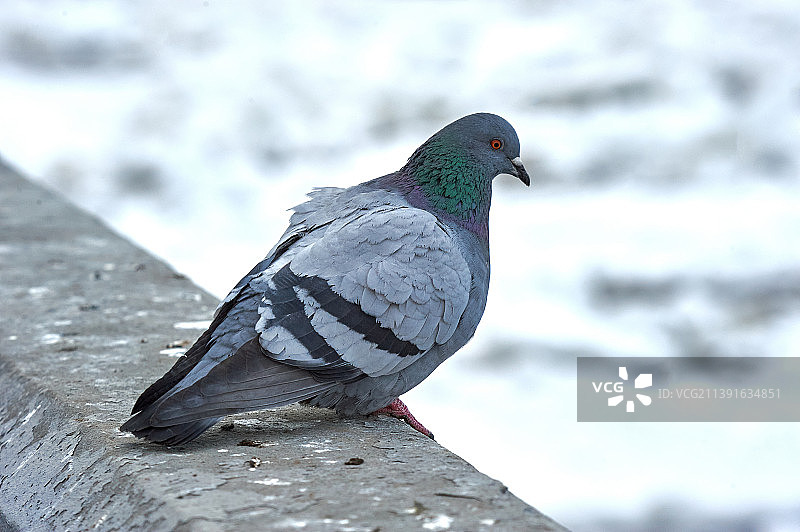 模糊背景上的石头上的鸽子图片素材