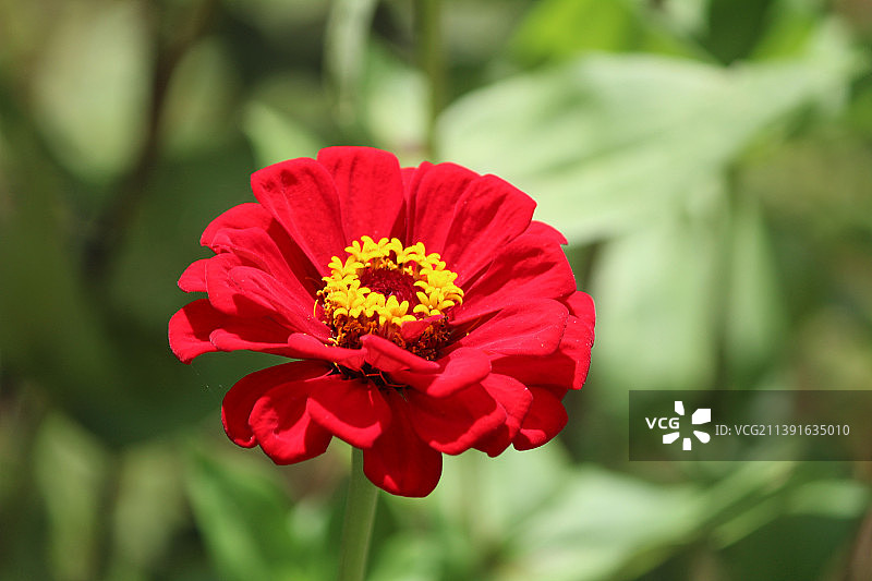 红色花朵特写，巴西图片素材