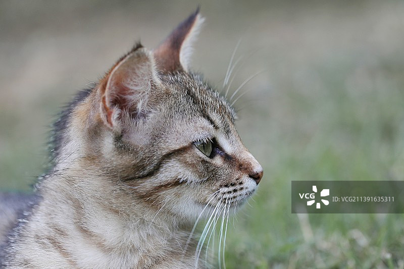 土耳其安塔利亚马纳夫加特猫咪特写图片素材