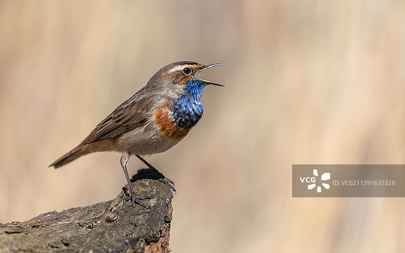 蓝喉歌鸲栖息在木头上特写，俄罗斯圣彼得堡图片素材