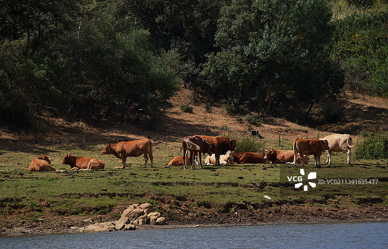 葡萄牙里斯本阿茹达河岸草地上的牛和马图片素材