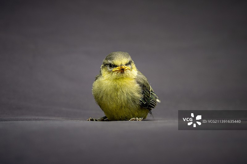 蓝山雀自由的最初时刻图片素材