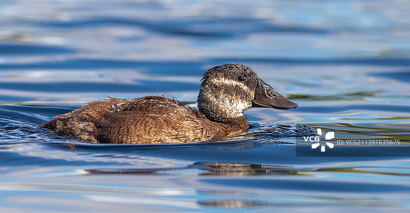 鸭子在土耳其湖中游泳特写图片素材