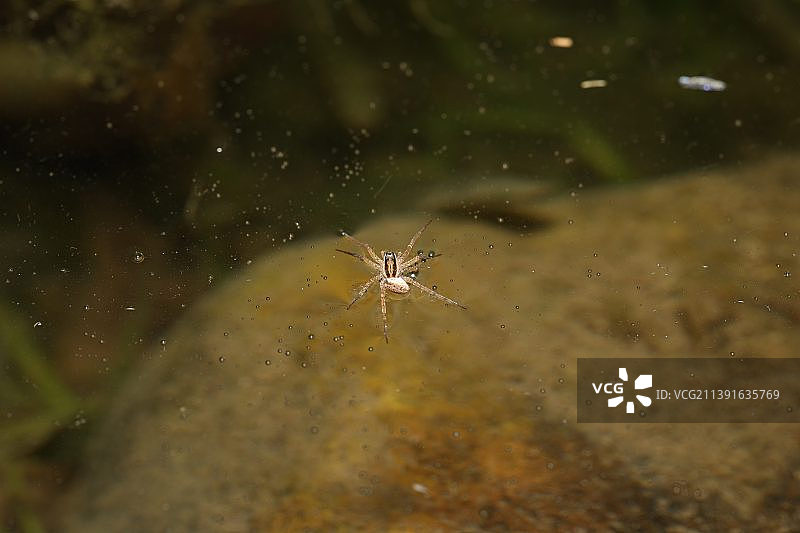 蛛网上的蜘蛛特写图片素材