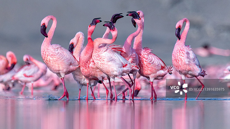 火烈鸟特写图片素材