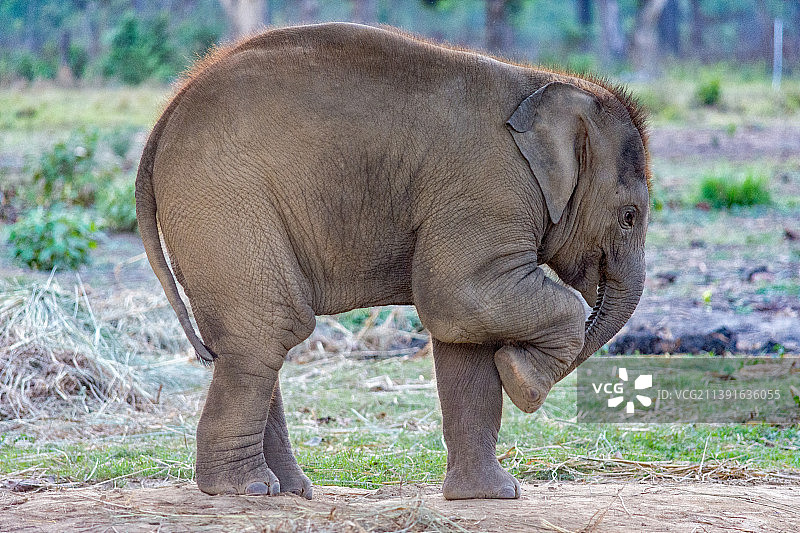 尼泊尔中部地区纳拉亚尼的象宝宝侧视图图片素材