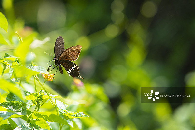 玉带凤蝶图片素材