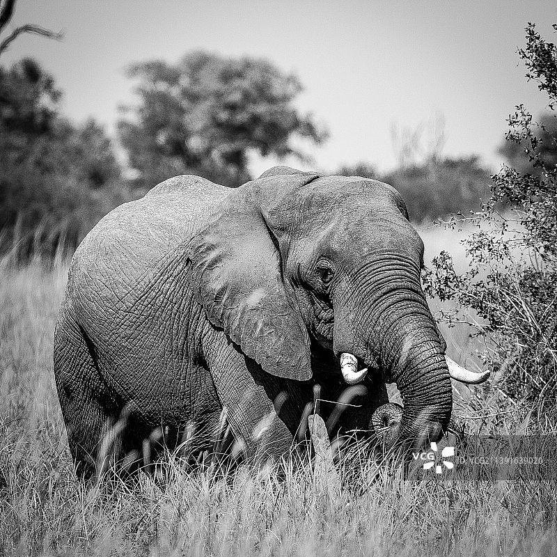 小象在田野上的侧视图图片素材