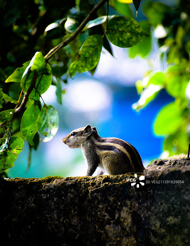 岩石上飞翔的松鼠侧视图，印度奥里萨邦布巴内斯瓦尔图片素材