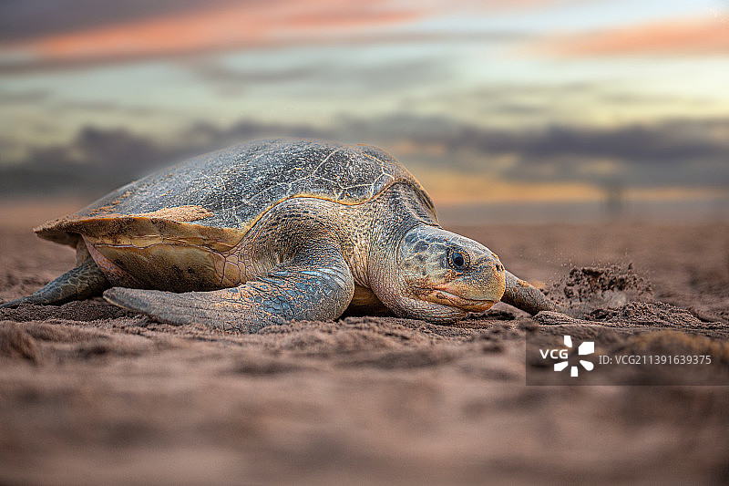 陆地上鬣蜥特写图片素材