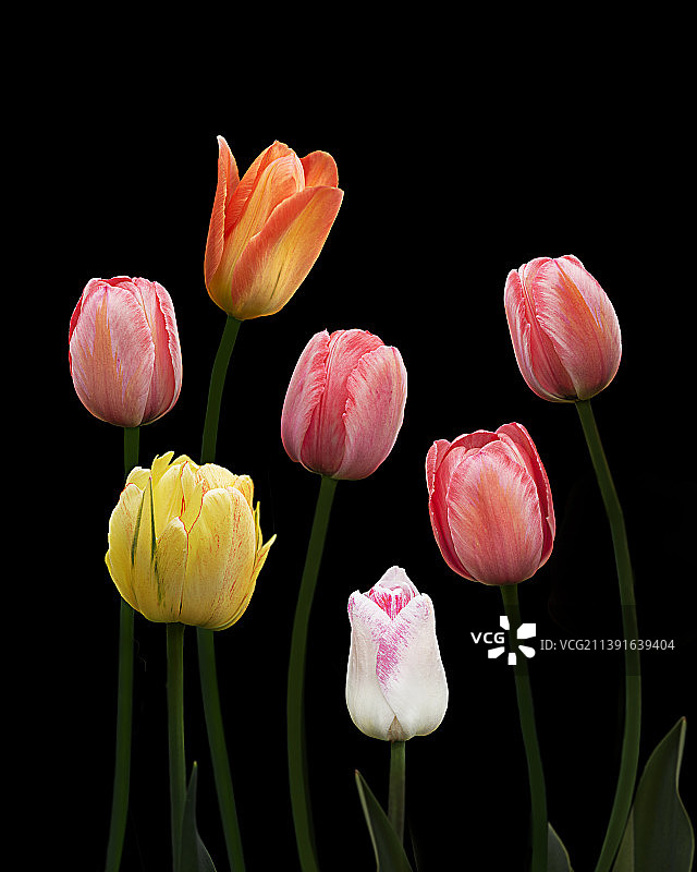 黑色背景下的郁金香特写图片素材