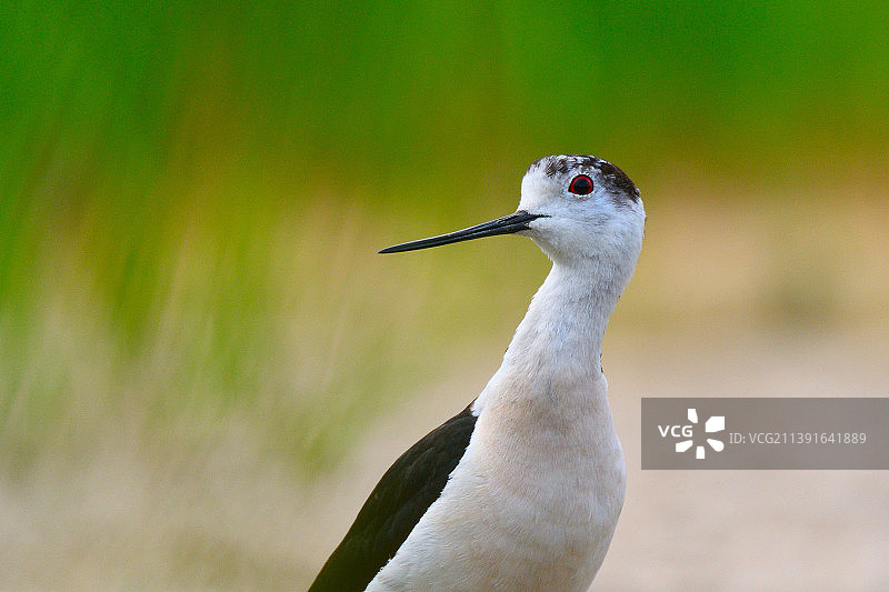 黑翅长脚鹬的头部特写图片素材