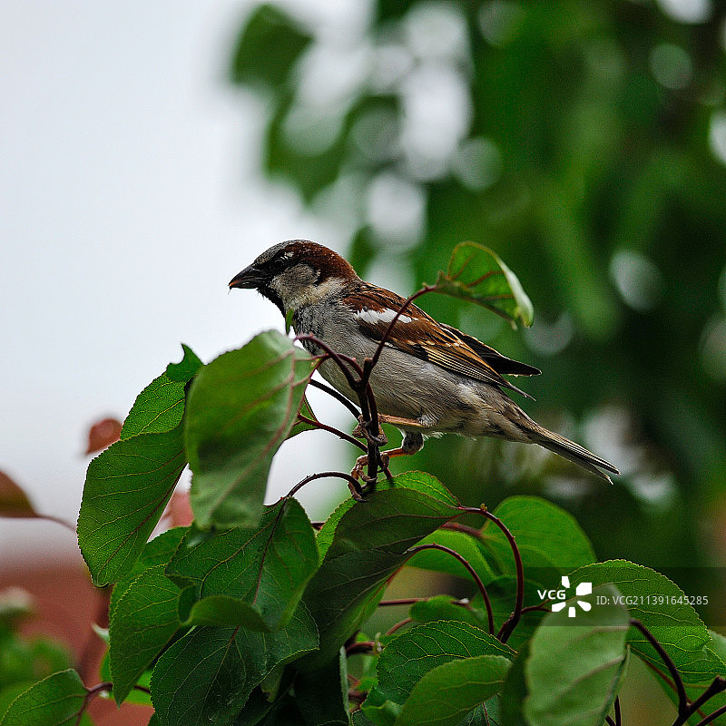 歌带鹀栖息在植物上的近景照片图片素材