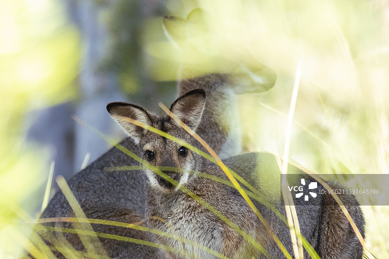 澳大利亚灌木丛中的一对野生小袋鼠图片素材