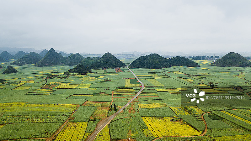 罗平油菜花田图片素材