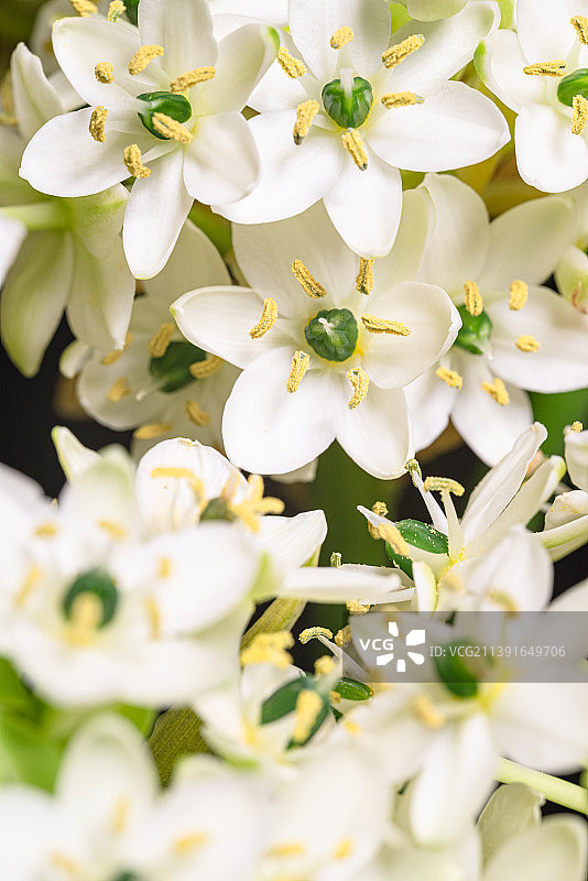 白色开花植物特写镜头图片素材
