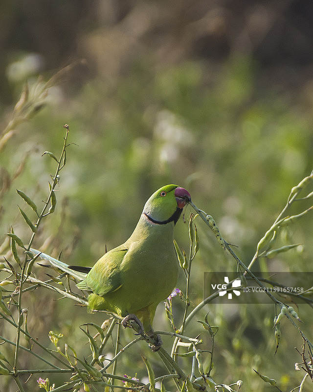 红领绿鹦鹉：让我吃早餐，世界鹦鹉日图片素材