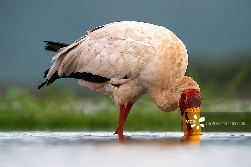 南非姆库兹庄园栖息在湖中的鹳鸟特写图片素材