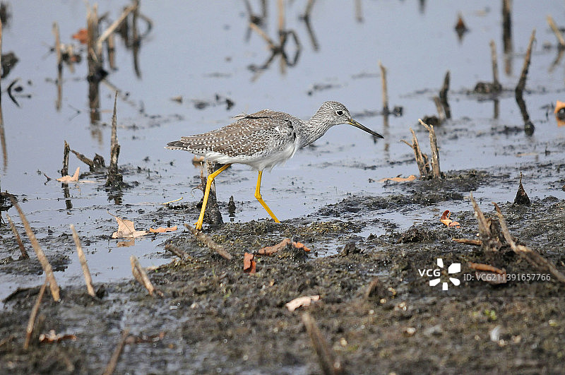 美国威斯康星州霍里孔沼泽海滩岸边栖息的矶鹬侧视图图片素材