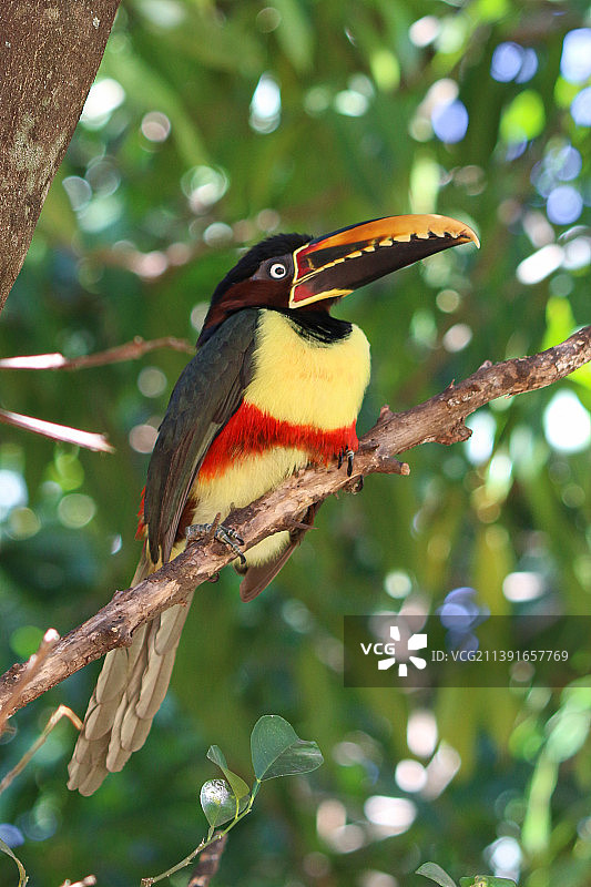 栖息在树枝上的巨嘴鸟特写图片素材