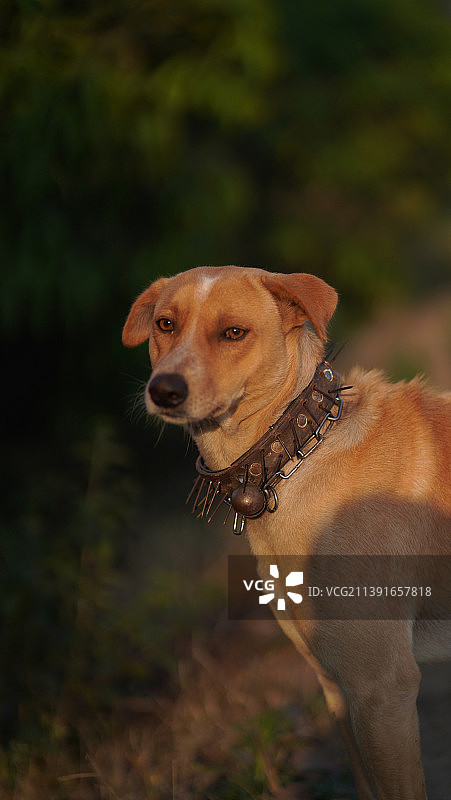 田野上狗狗看向远方的特写图片素材