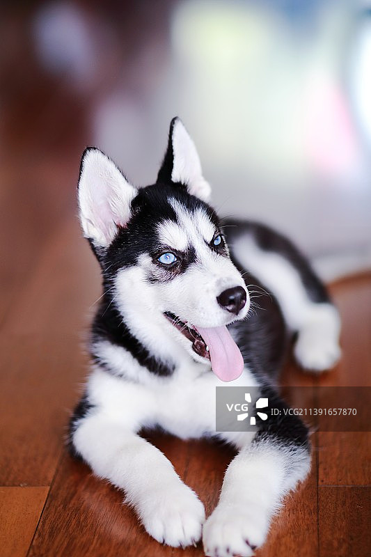 小哈士奇图片素材