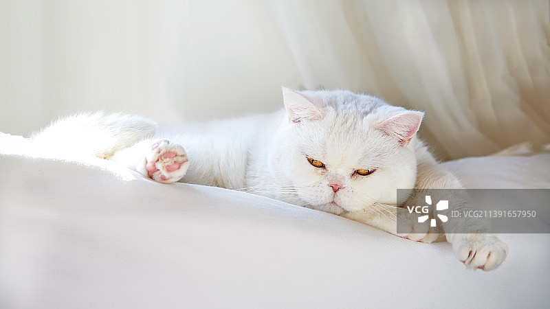 床上休息的猫的特写肖像图片素材