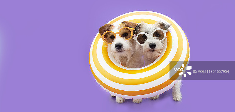 西班牙赫罗纳：杰克罗素梗犬在黄色充气圈里过夏天图片素材