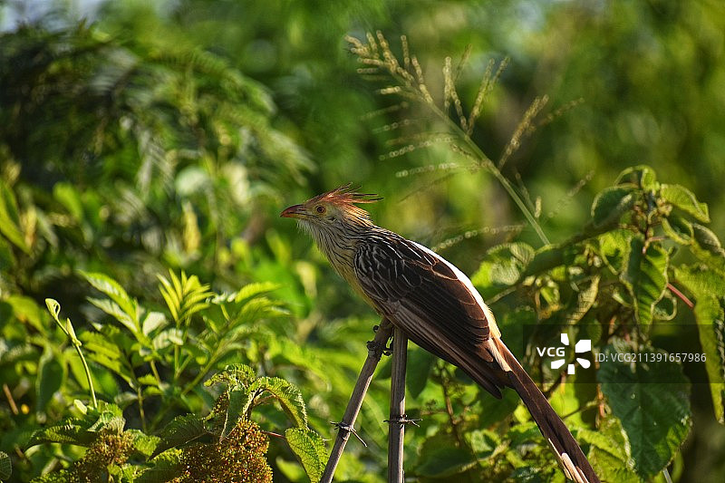 鸣鹟栖息在植物上的特写图片素材