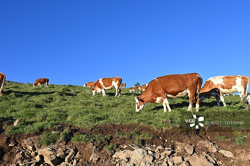 DSC_0729-25图片素材