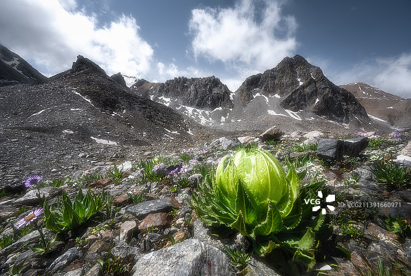 雪莲之家图片素材
