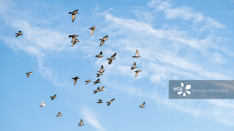 鸽子飞舞图片素材