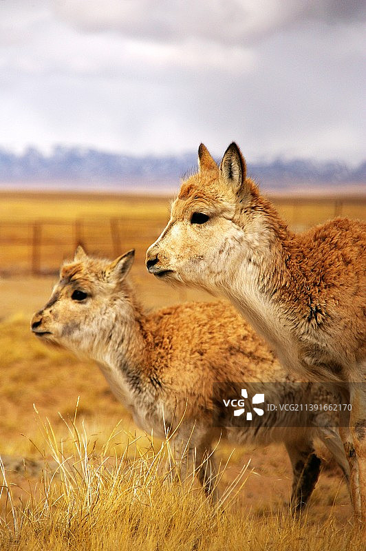 可可西里的藏羚羊图片素材