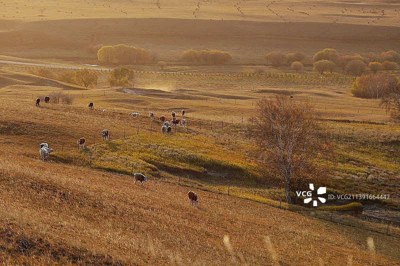 乌兰布统之秋图片素材