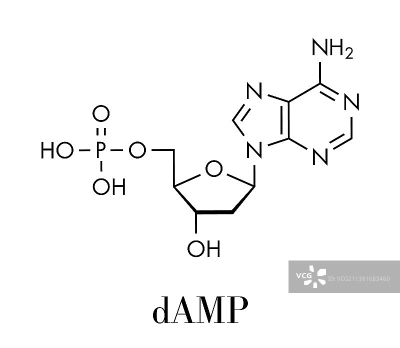 脱氧腺苷单磷酸DAMP核苷酸图片素材