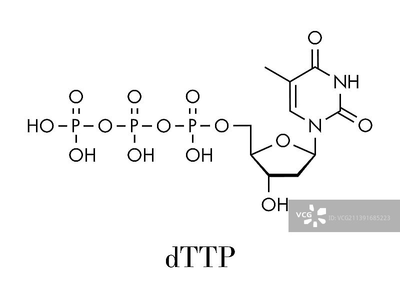 胸腺嘧啶核苷三磷酸（TTP）核苷酸分子图片素材