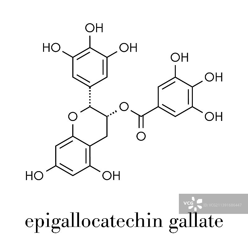 表没食子儿茶素没食子酸酯绿茶图片素材
