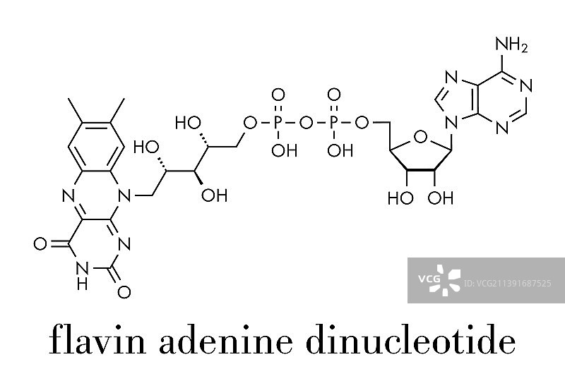 黄素腺嘌呤二核苷酸氧化还原辅酶图片素材