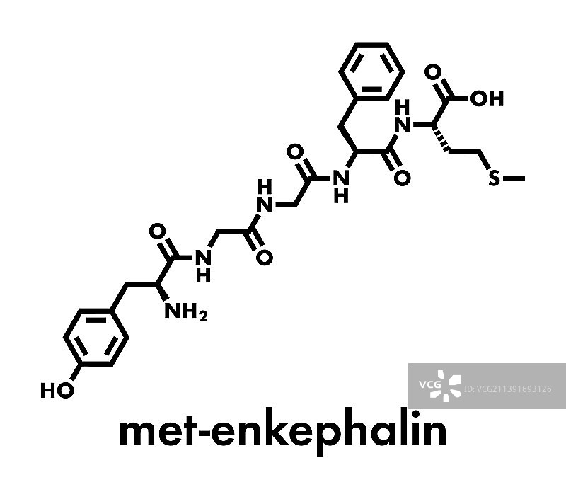 甲硫脑啡肽内源性阿片肽分子图片素材