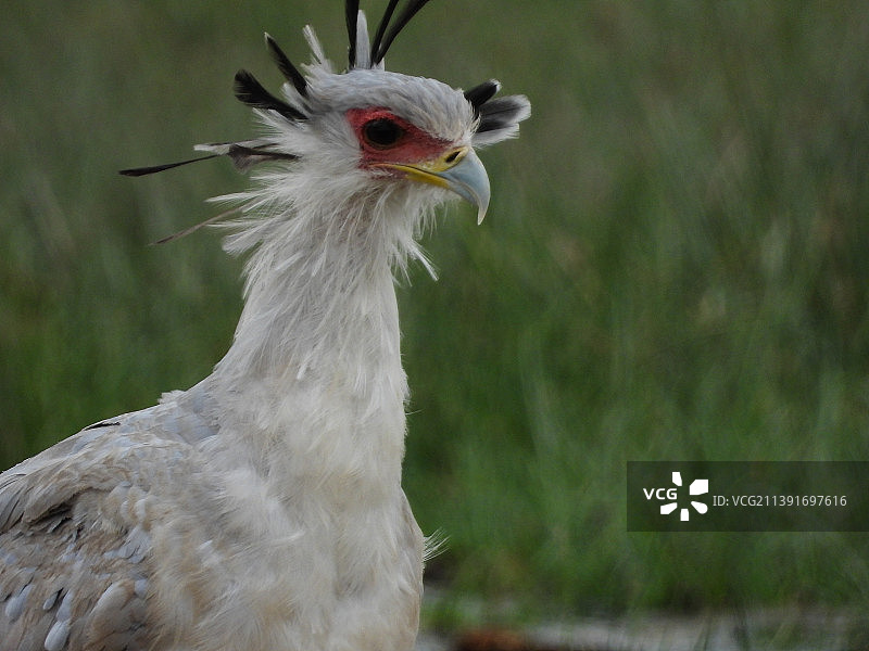 户外栖息的鸡特写图片素材