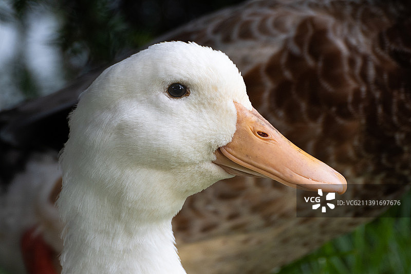 在草地湖岸边休息的白色鸭子图片素材