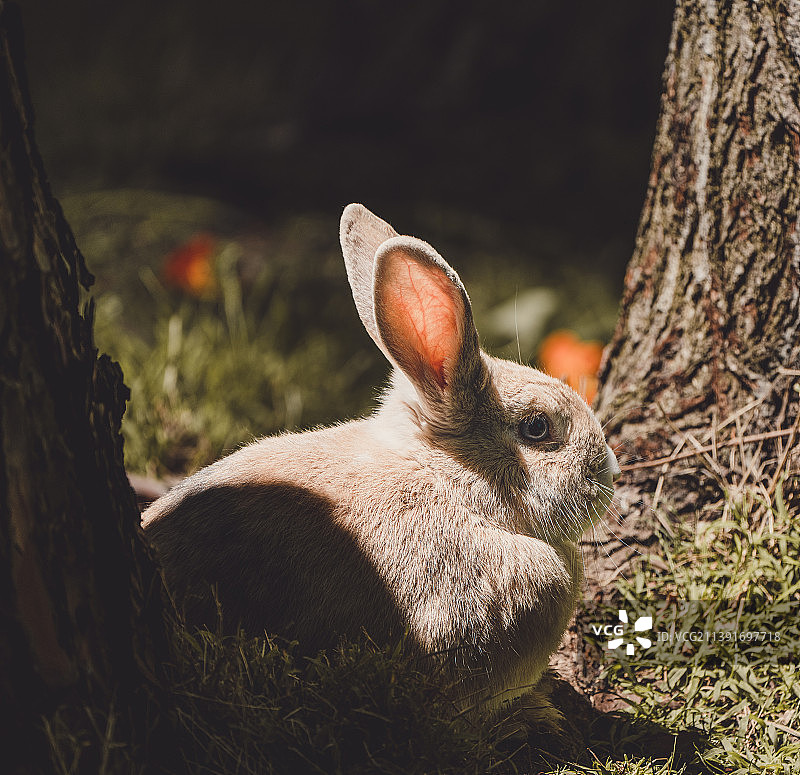 树干上的兔子特写图片素材