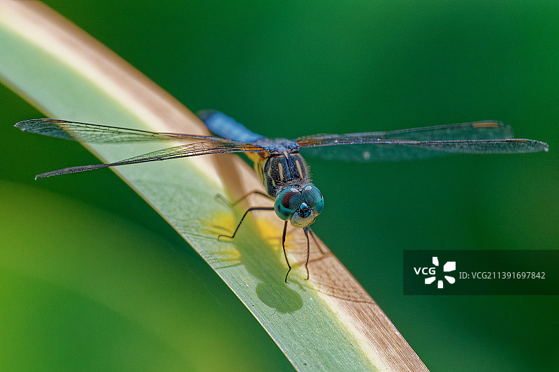 美国鹰溪公园树叶上的豆娘特写图片素材