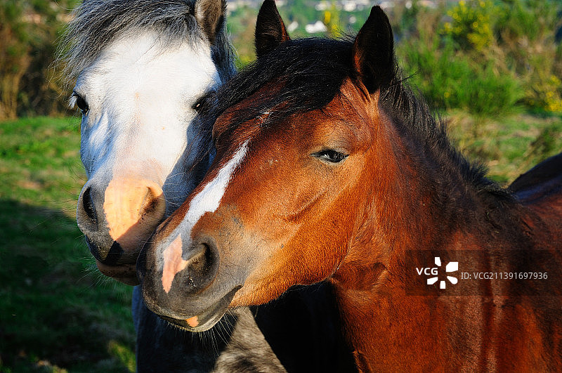 英国巴尔黑德的马匹特写图片素材