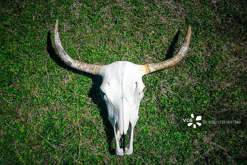 俄罗斯田野上的动物头骨高角度视图图片素材